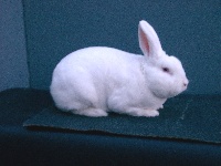foto: Reginald Deyaert
