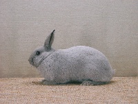 foto: Reginald Deyaert