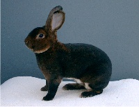 foto: Reginald Deyaert