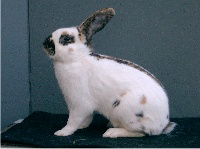 foto: Reginald Deyaert