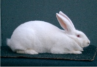 foto: Reginald Deyaert